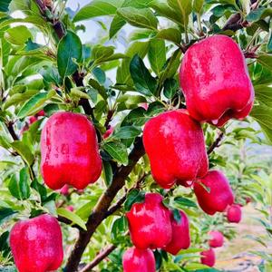 天水花牛苹果头像