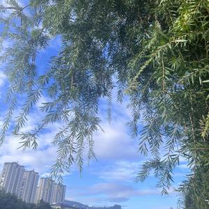 小茶菇凉头像