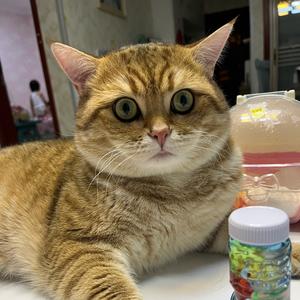 肥狸猫头像