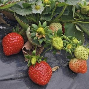 凌霄花阁1头像