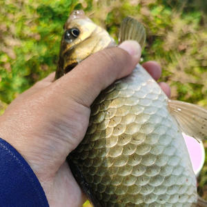 野钓江南头像