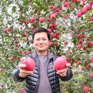 杨凌秦富种植专业合作社头像