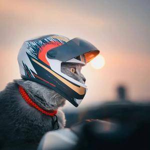 小馋猫头像