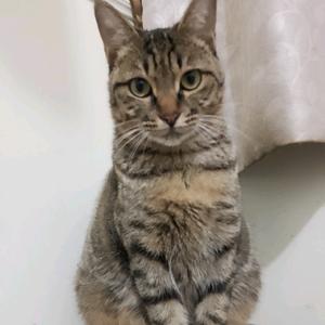 外卖小哥与狸花猫头像