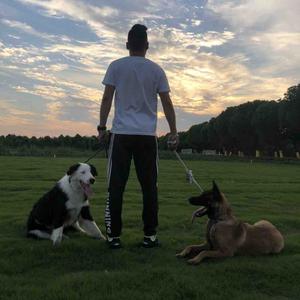 上海小叮当训犬学堂头像