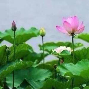 实在贺州8n4头像