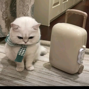 旅行的猫头像