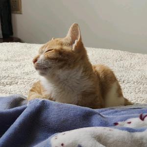 天涯的猫猫 头像