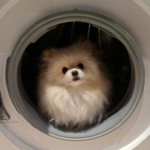SANJI一沉浸式料理头像
