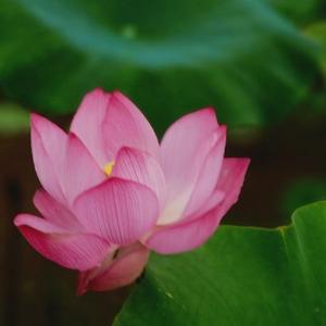 一路橙花头像