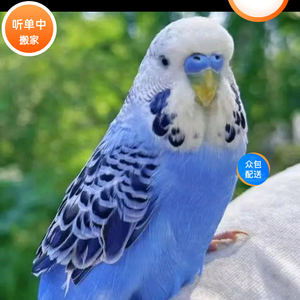 勇往直前的原野头像