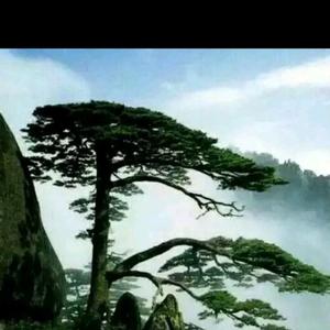 我是一只小小鸟98096096头像