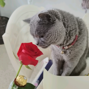 若水AC头像