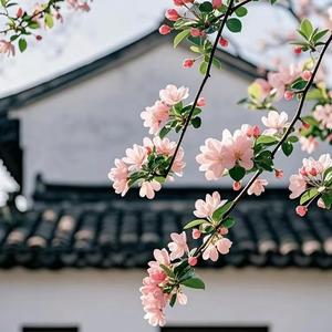 雨辰逐梦头像