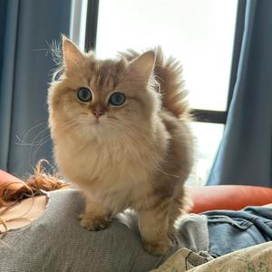 笑笑的猫生头像