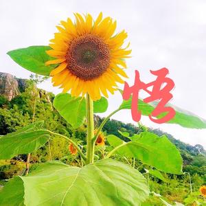 悟醫生头像