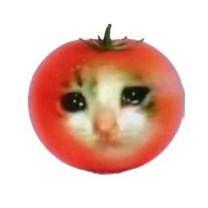 柿子猫Persimmoncat头像