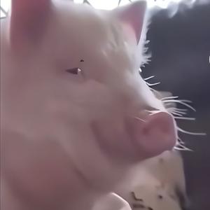 缘茶头像