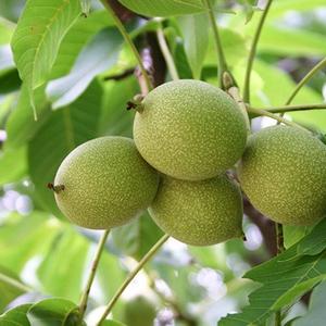 7瓣丁香头像