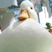 西瓜大雪梨头像
