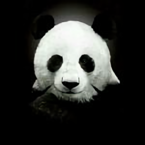 赵大保头像