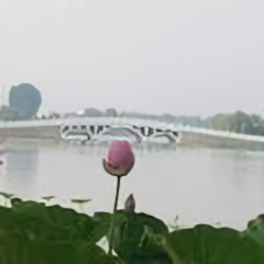 西瓜平安头像