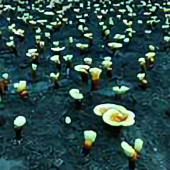 长白山灵芝孢子粉头像