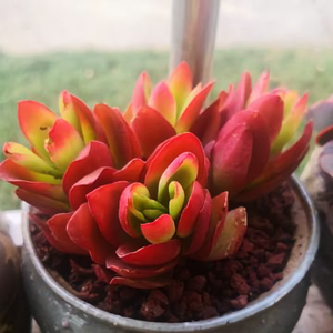 冰蓝水晶灵头像