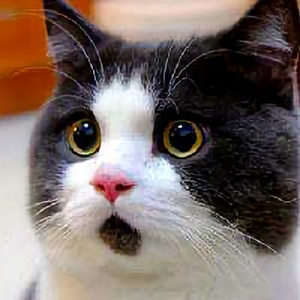 猎奇喵咪儿头像