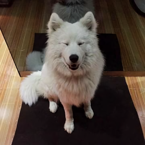 CC胖妹头像