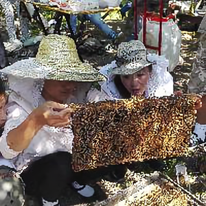 蜂宴蜂农蜂蜜蜂事头像