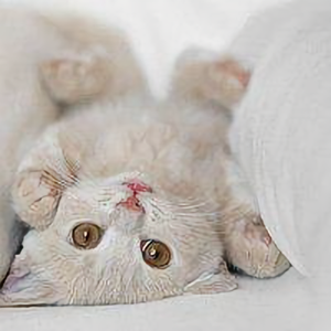 疯狂的小猫咪头像