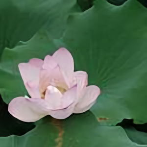 广州小诗头像