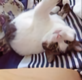 李翠花儿的翠头像