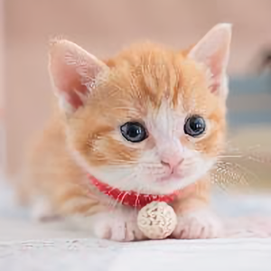 猫咪逗你笑头像