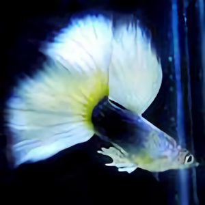 伊人水族装饰用品头像