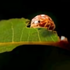 墨守成风头像