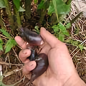 五峰阳荷种植李光平头像