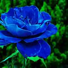 花正浓！头像