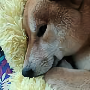 阿里爸爸的爸爸头像