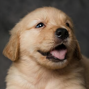 梨花颂伴奏曲下载 西瓜视频