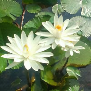 三世儒生头像