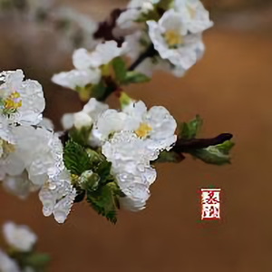 慕陶物语头像