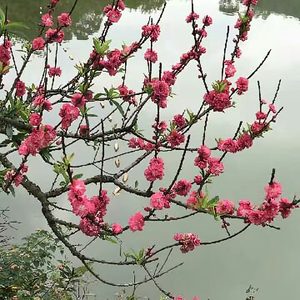 广东客家哥哥头像