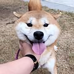 韩嘟嘟犬舍头像