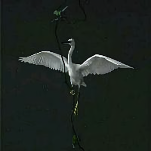 窗外的老王头像