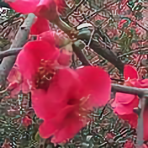 佛爷结福