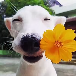 秋水日记头像