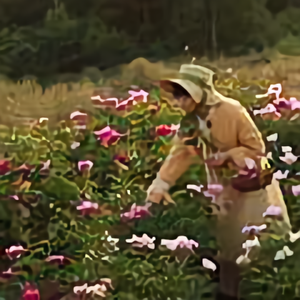 花芊序头像
