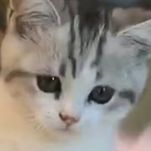 养狗撸猫头像